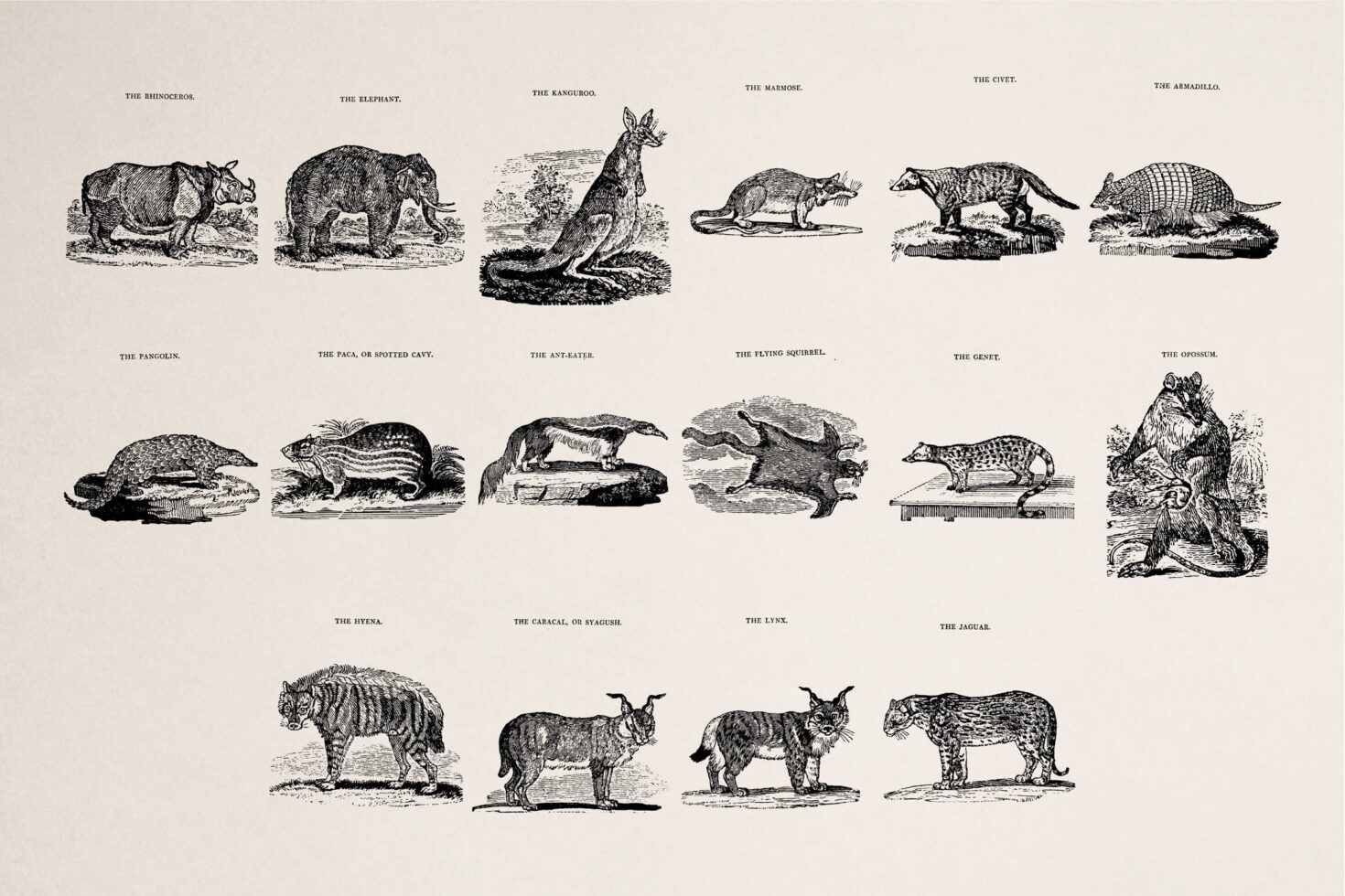 Natural history engraved animals including rhino, elephant, kangaroo, lynx labeled