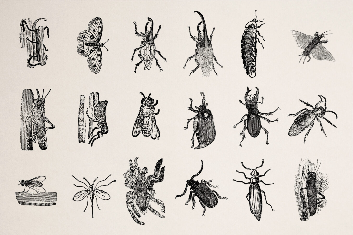 Hand-drawn beetles, bugs, insects, dragonflies, moths detailed line work