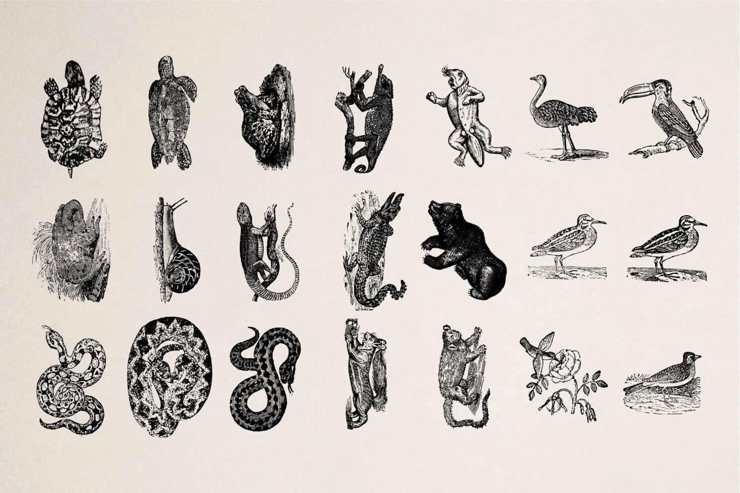 Old-style engravings showing reptiles, mammals, snakes, birds mixed together