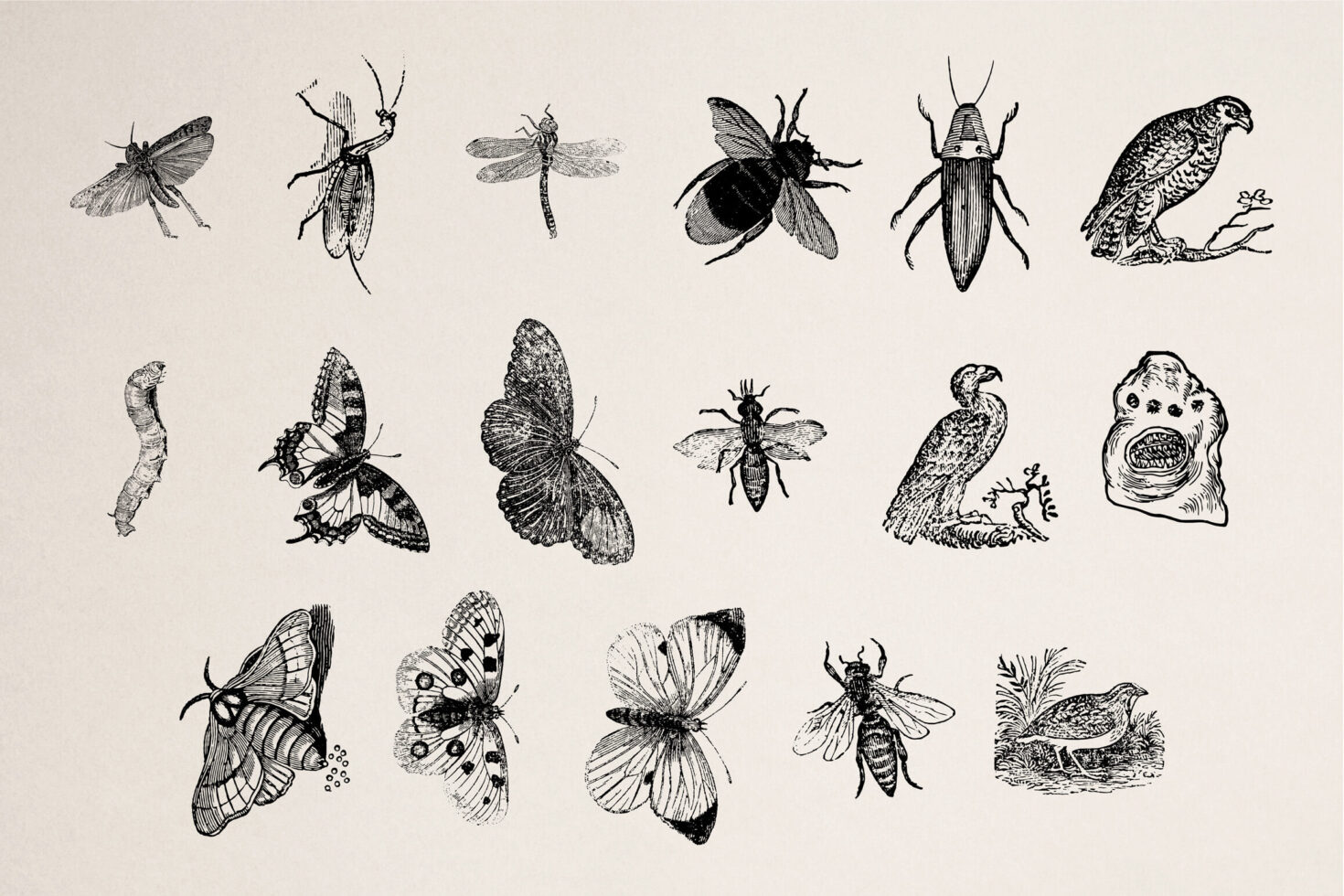 Classic black ink illustrations of insects, moths, butterflies, beetles, birds