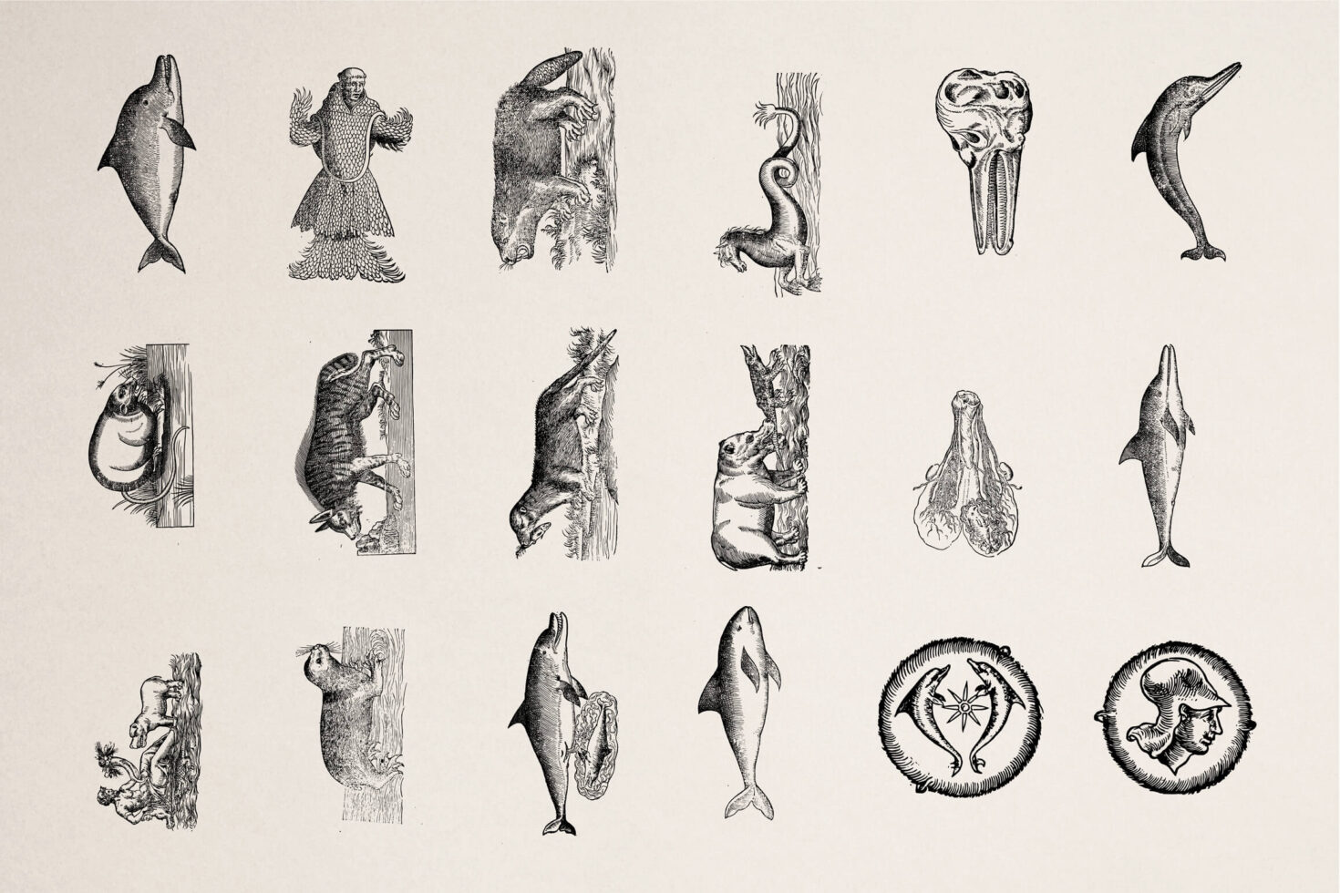 Antique etchings of sea creatures including dolphins, whales, seals, manatees
