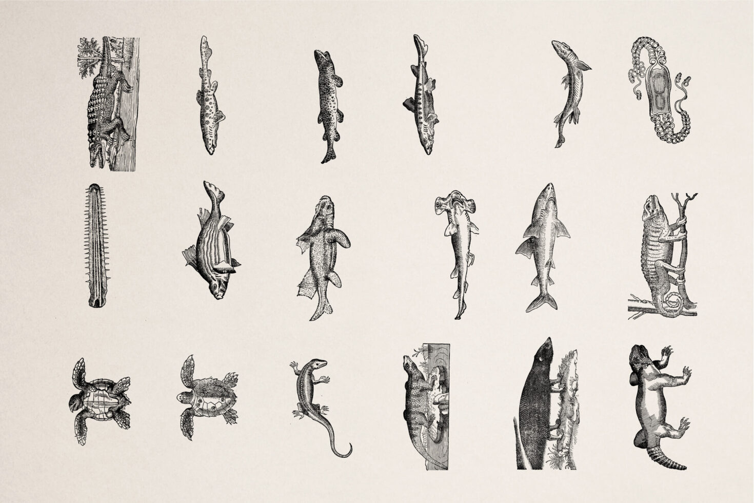 Vintage engraving collection of fish, reptiles, amphibians plus seahorse drawings