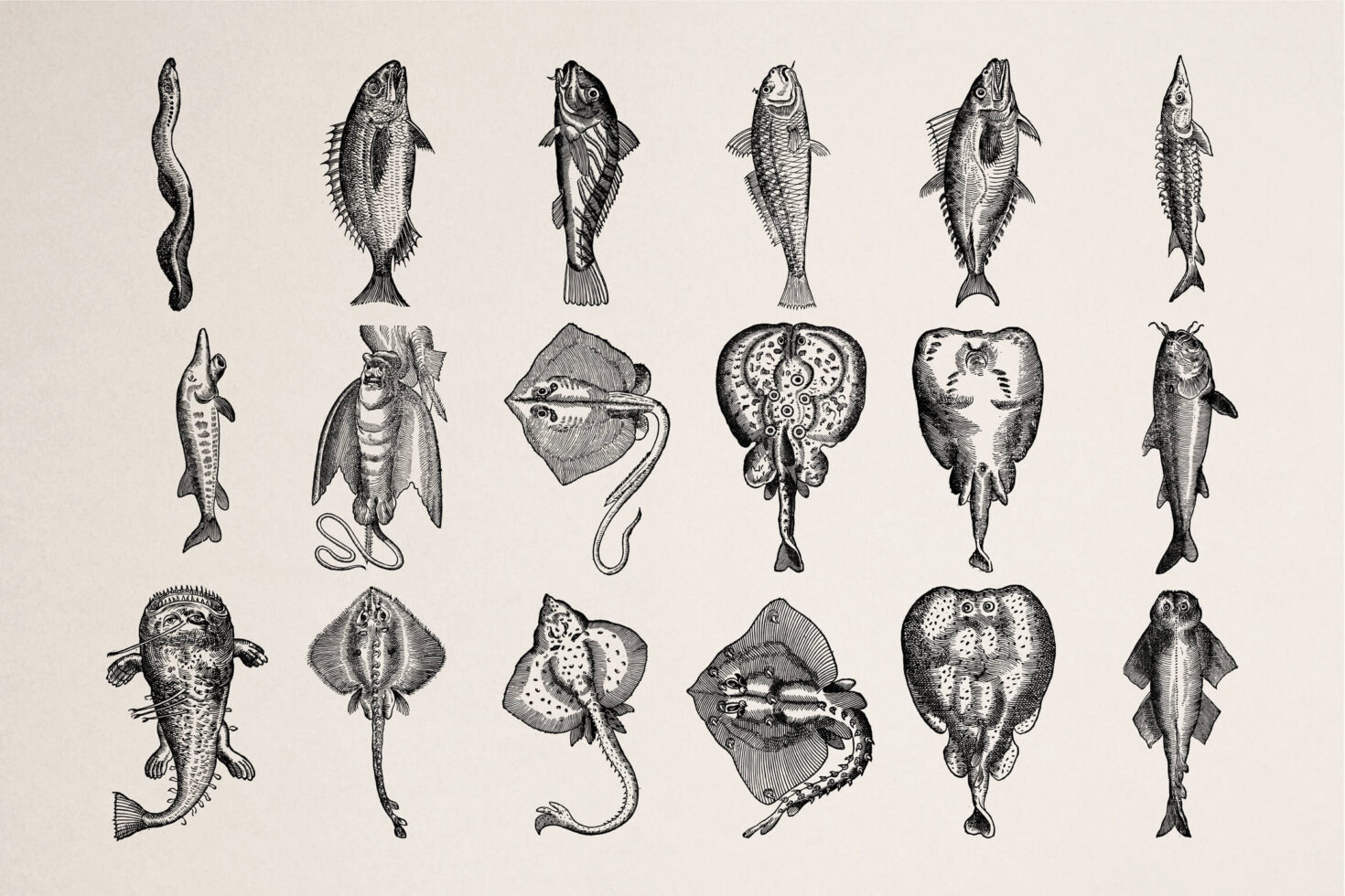 Vintage maritime etchings of various fish, rays, squid, sea creatures