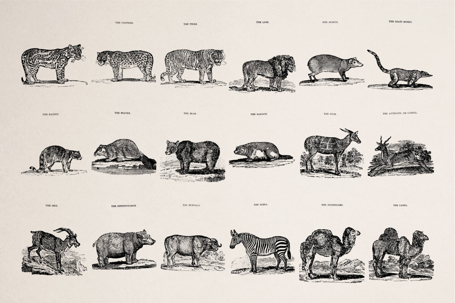 Natural history engraved panel showing 18 labeled wild animals like lion, zebra