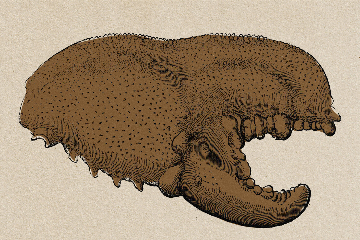 Detailed brown engraving of a tardigrade water bear creature on cream paper