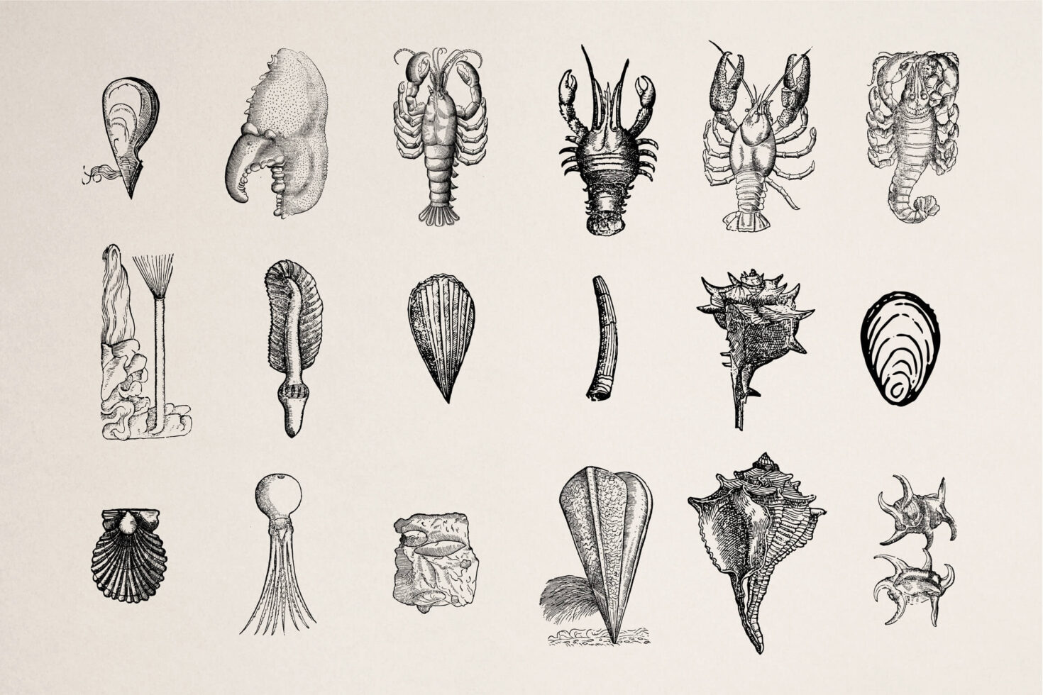 Etched nautical specimens including lobster, squid, shells, sea urchins