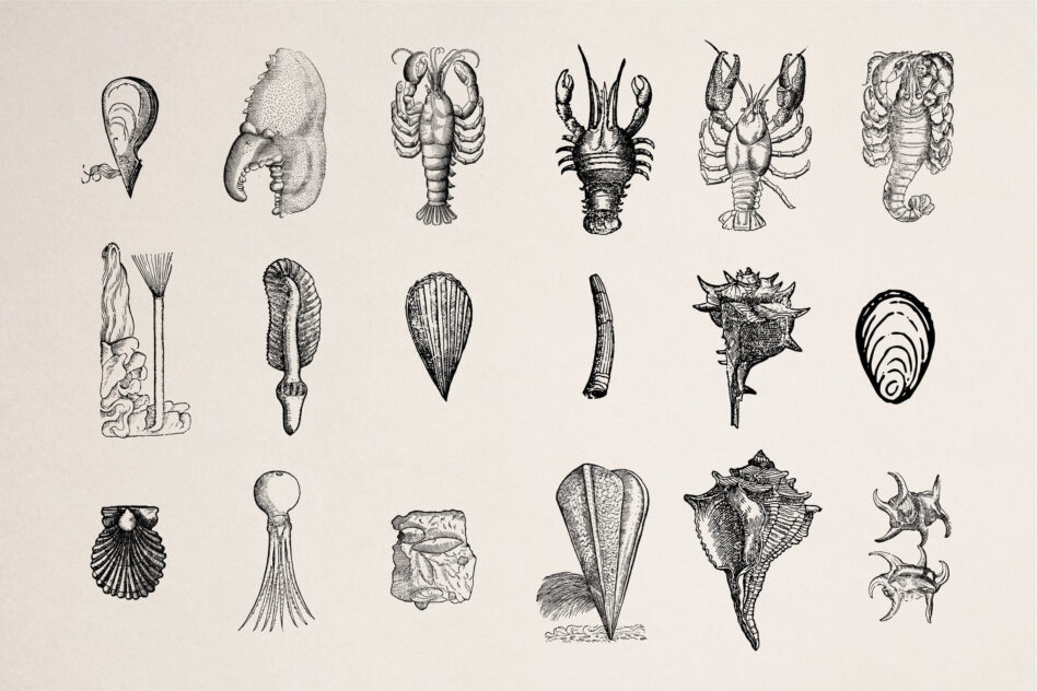Etched nautical specimens including lobster, squid, shells, sea urchins