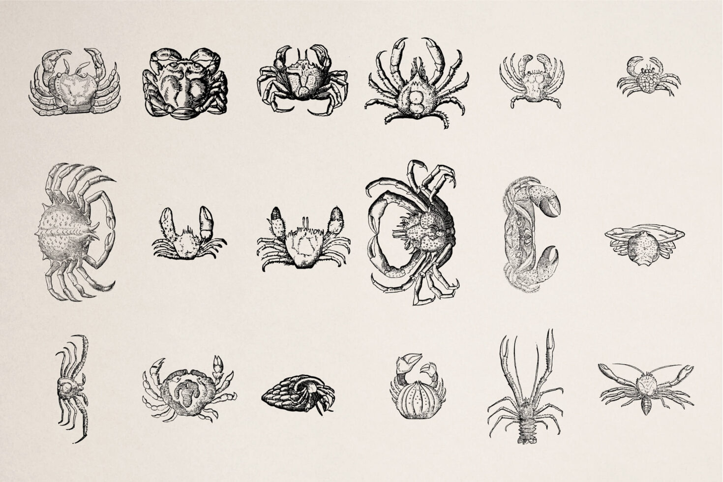 Detailed black ink drawings of multiple crab species from different angles