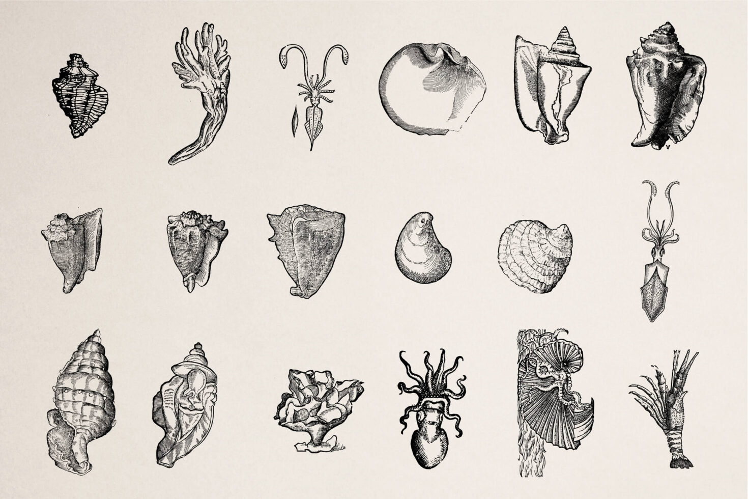 Vintage engraved illustrations of various seashells, mollusks, corals, squid