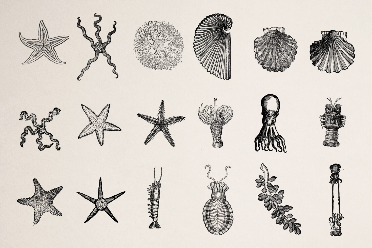 Line drawing collection of sea creatures including starfish, shells, octopus, lobster