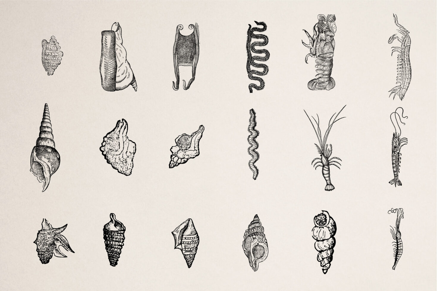 Collection of 18 black line sea creatures including worms snails marine organisms