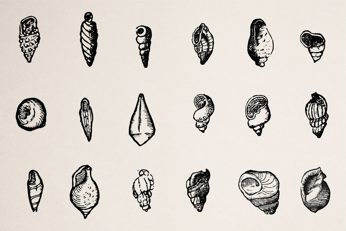 Grid of 18 black inked shell designs varying in spiral pointed rounded forms