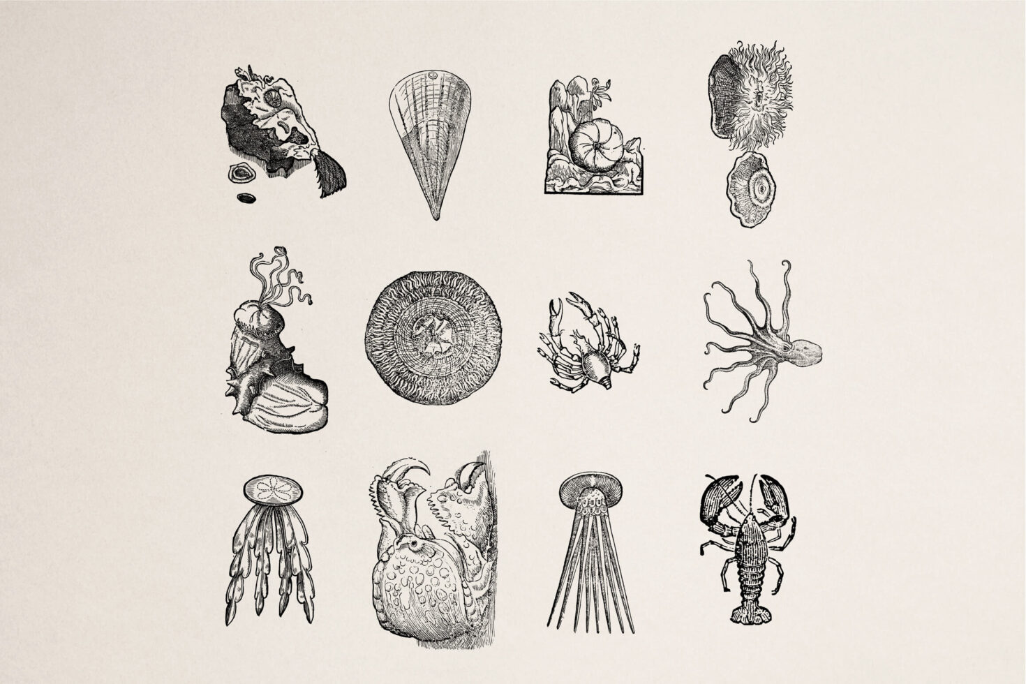 Collection of 16 black ink sea creatures including jellyfish corals shells anemones