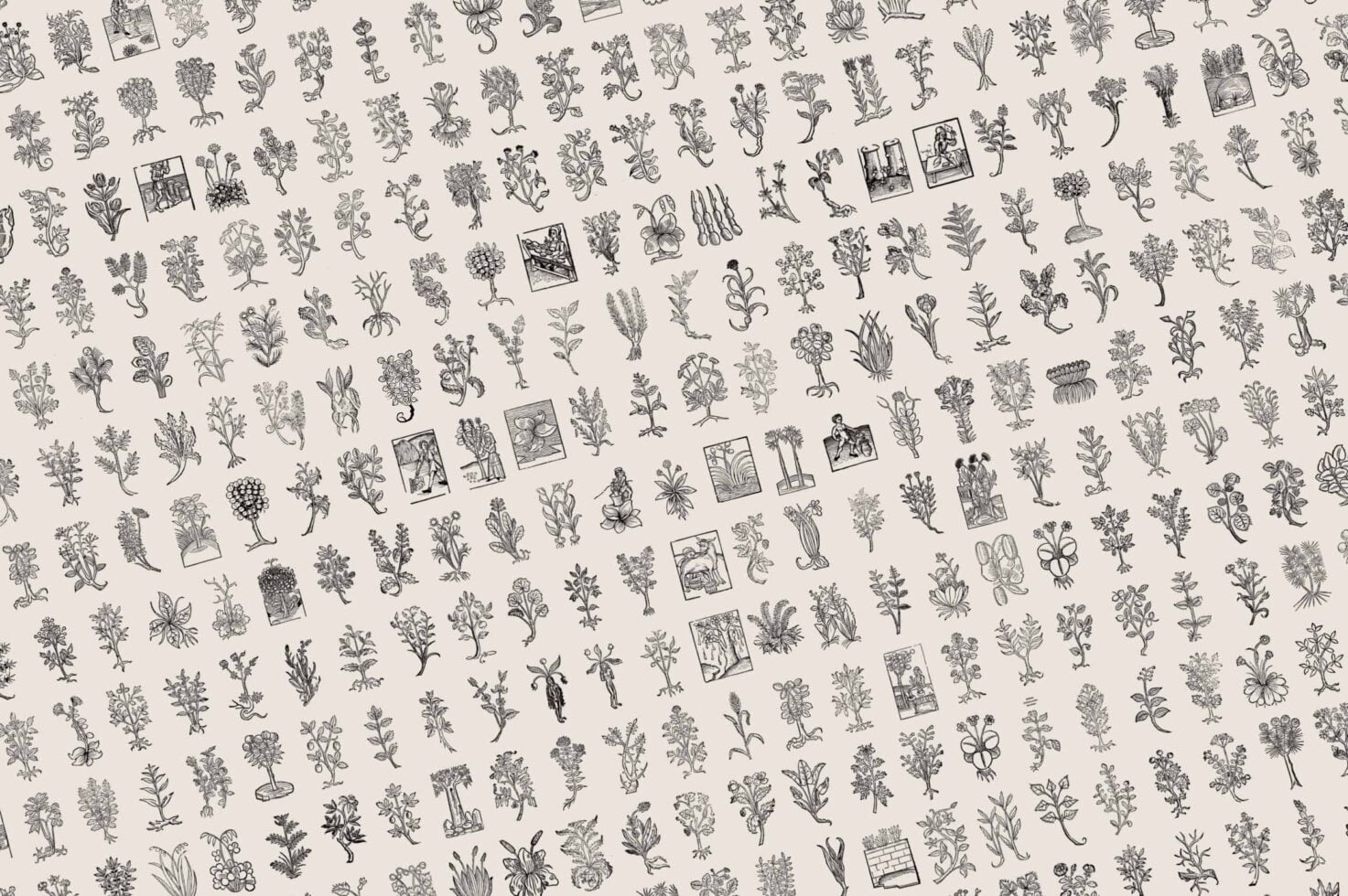 Scattered vintage botanical engravings with hand-drawn herbs, flowers, tiny framed garden scenes