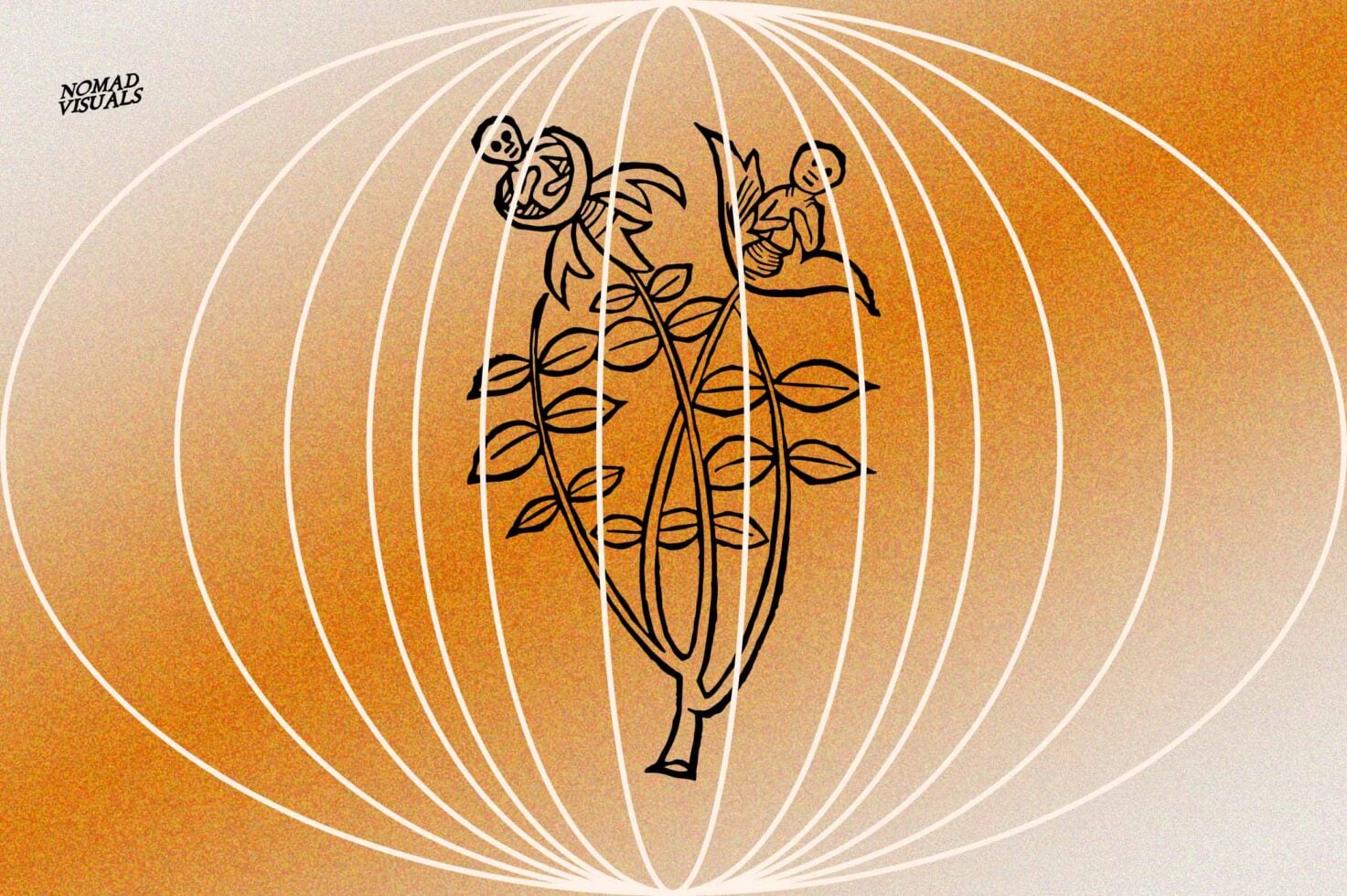Botanical line illustration of flowering plant inside concentric oval rings on orange gradient