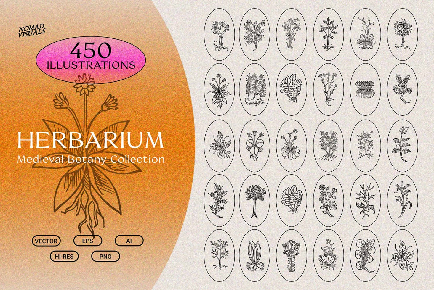 Herbarium collection with 450 vintage botanical illustrations in oval frames