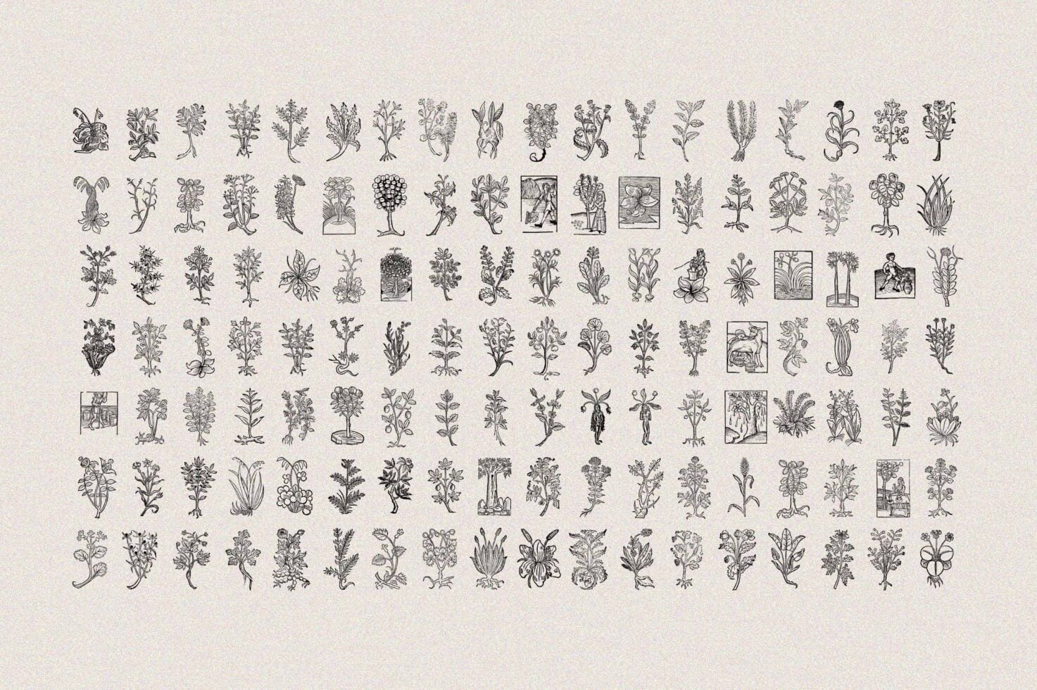 Grid of 170+ vintage botanical line drawings showing wildflowers, herbs, garden plants