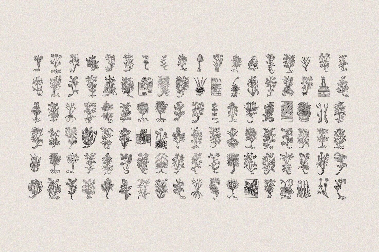 160 miniature botanical woodcuts scattered randomly, vintage medicinal herb reference collection