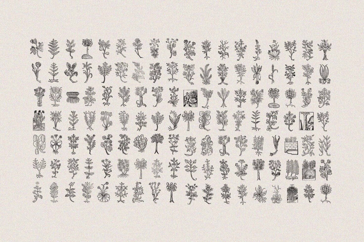 170 tiny botanical engravings in rows, vintage plant catalog, detailed woodcut style illustrations