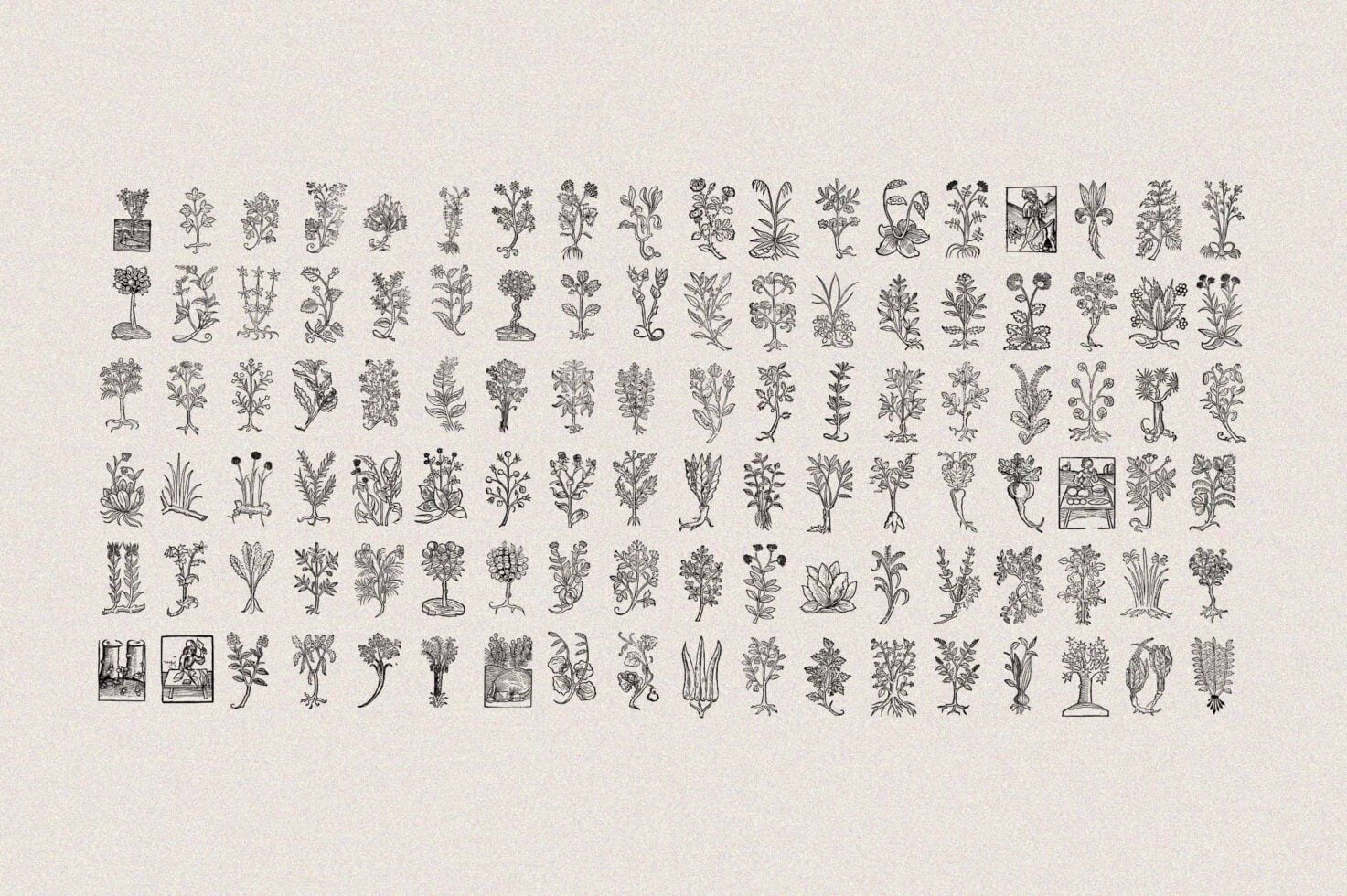 120 small botanical woodcut engravings densely arranged, vintage herb library reference sheet