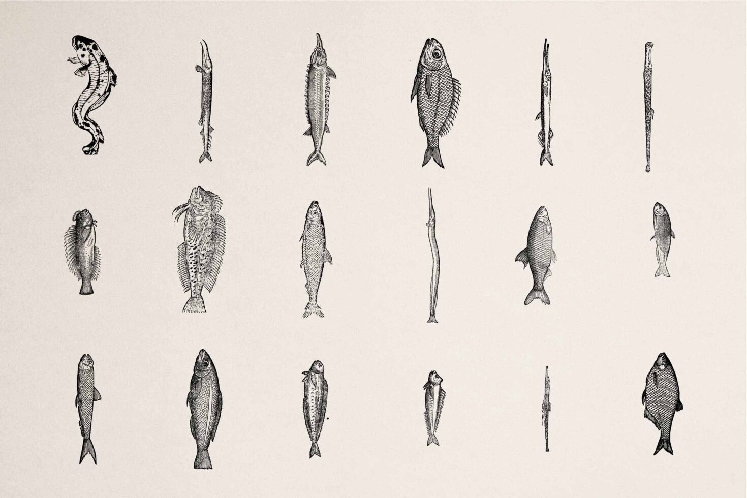 Set of 18 vintage-style fish illustrations including seahorse, eels, bass