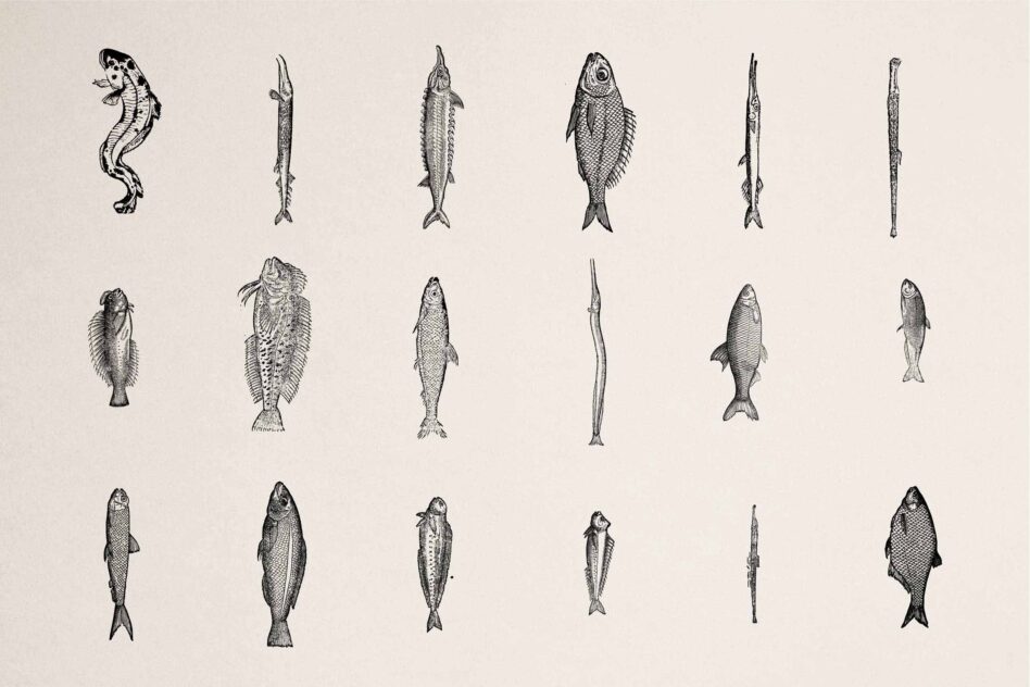 Set of 18 vintage-style fish illustrations including seahorse, eels, bass