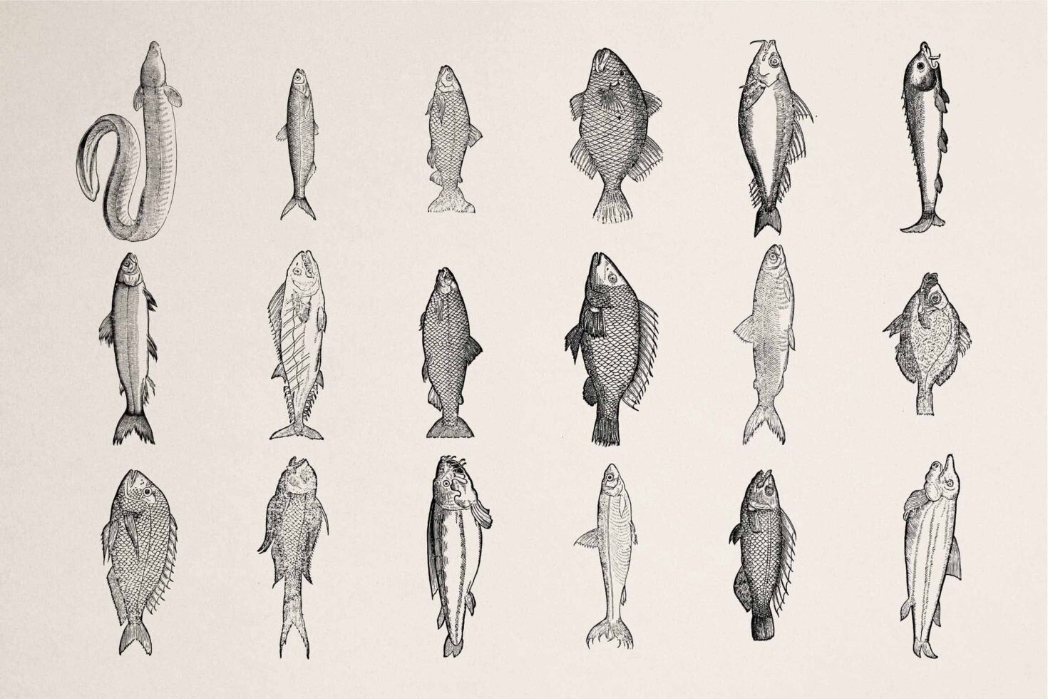 Collection of 18 black ink fish drawings arranged in 3 rows on cream paper