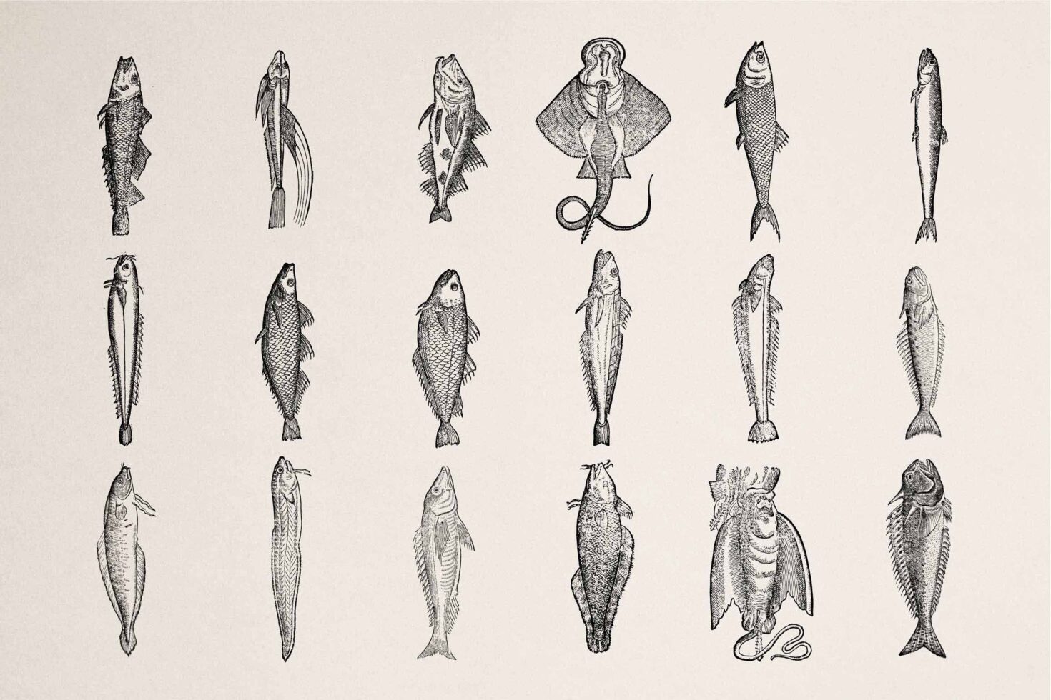 Grid of 18 detailed pen sketch fish illustrations in various poses with scales