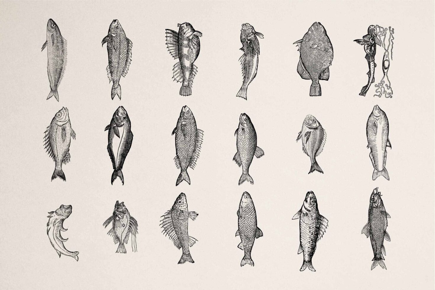 Collection of twenty-two detailed fish illustrations in black ink etching style