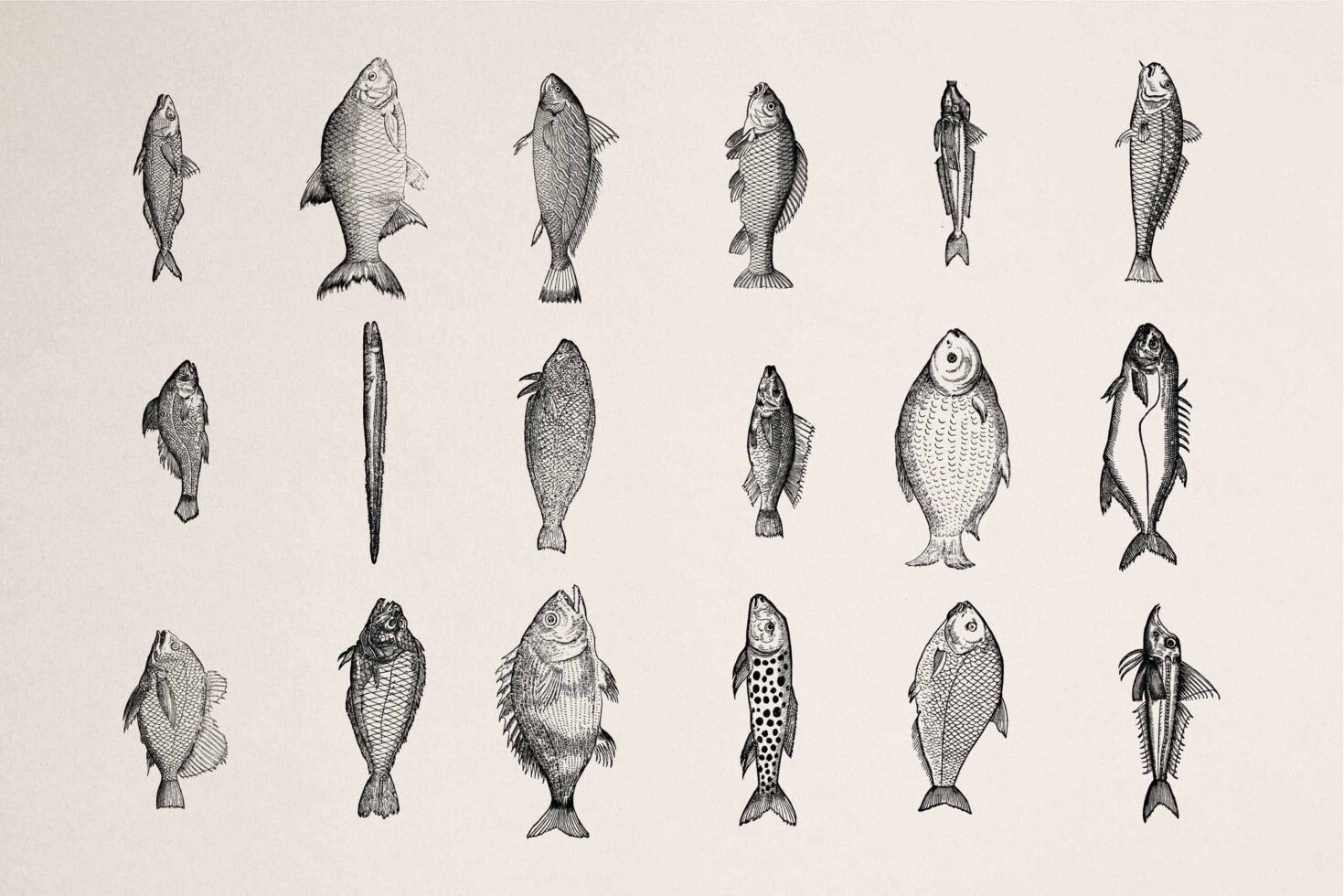 Set of eighteen hand-drawn fish in various sizes black ink engraving style