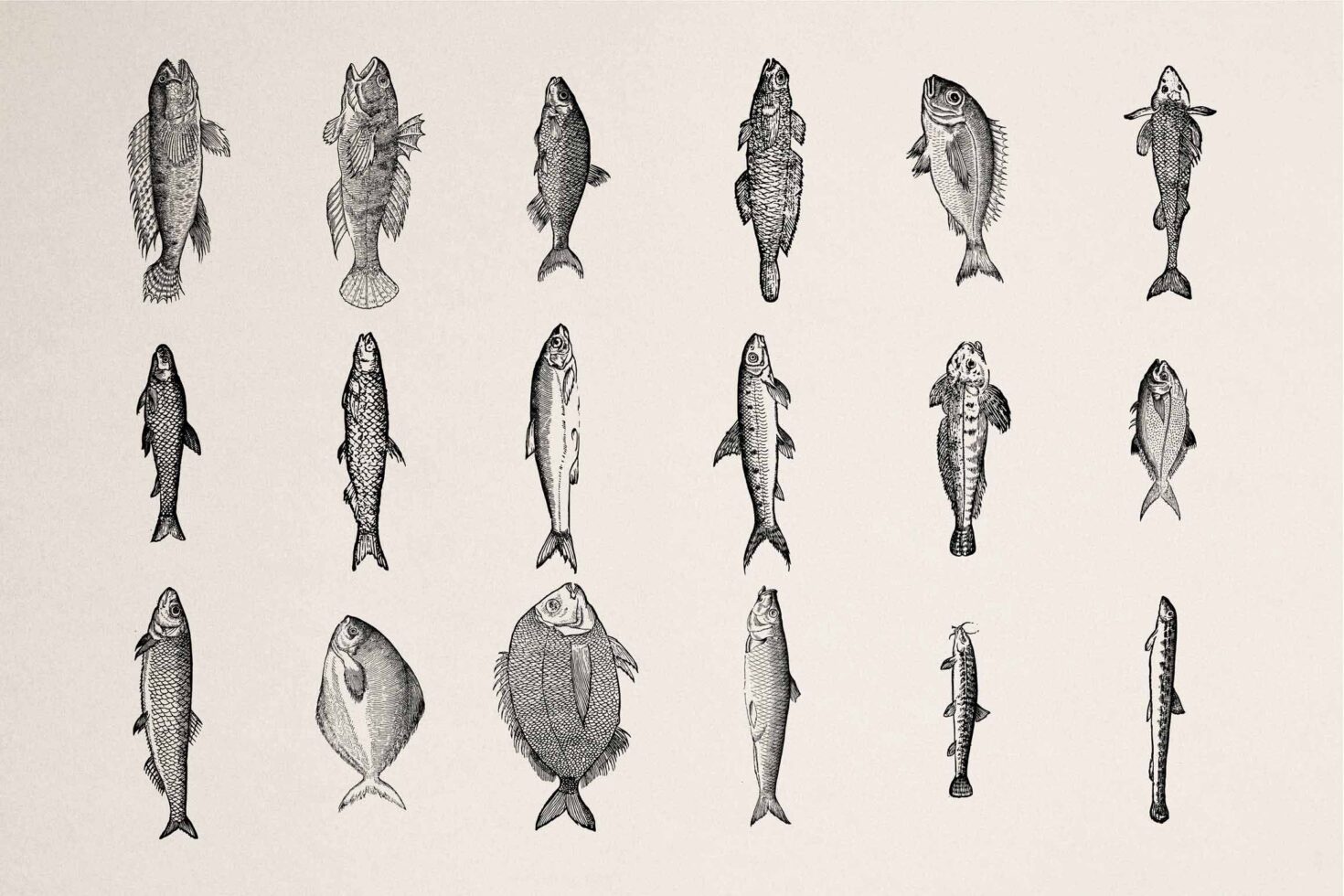 Grid of eighteen hand-drawn fish species in black ink line art style