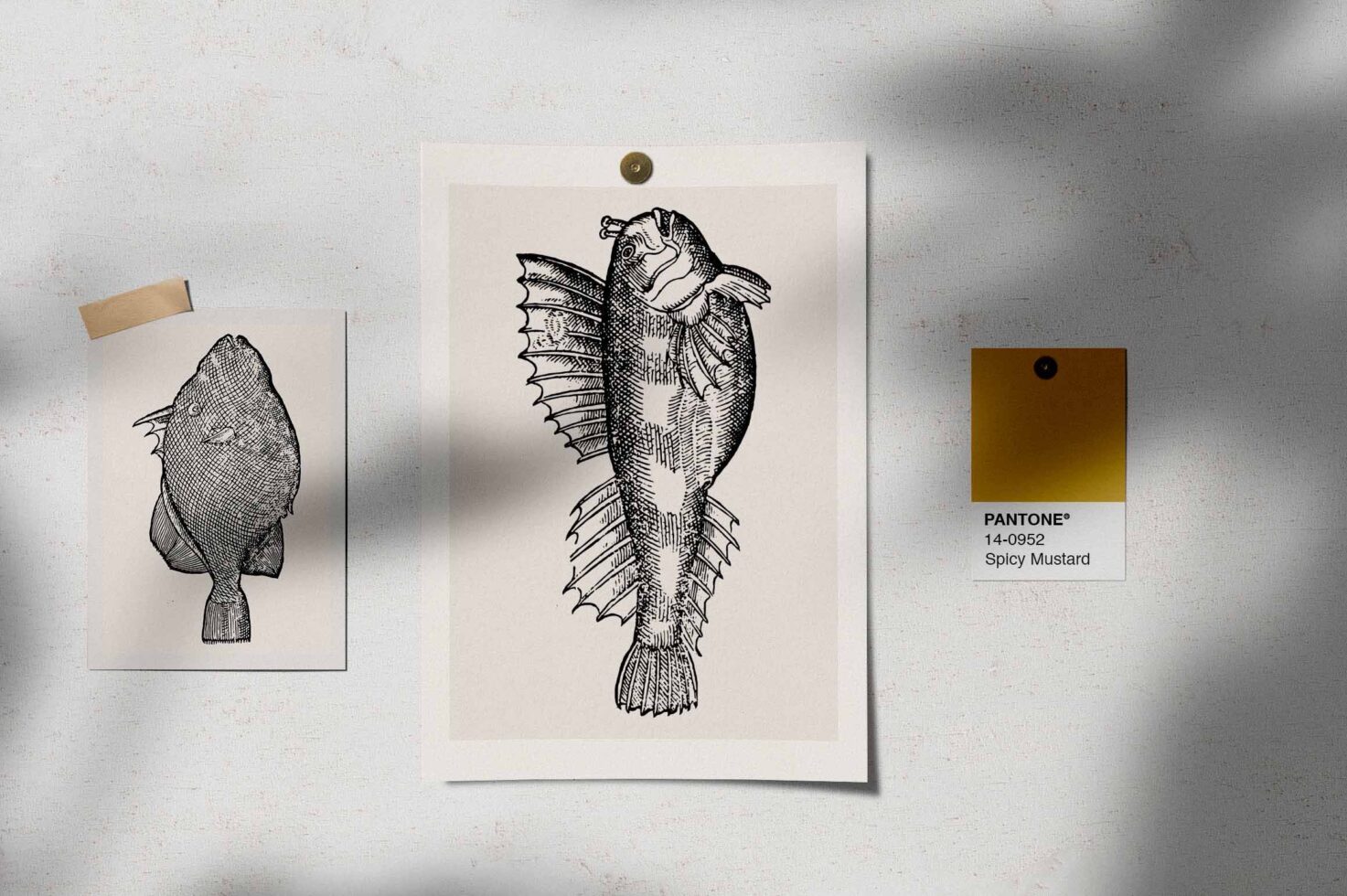Vintage fish illustrations pinned to wall with Pantone color swatch card