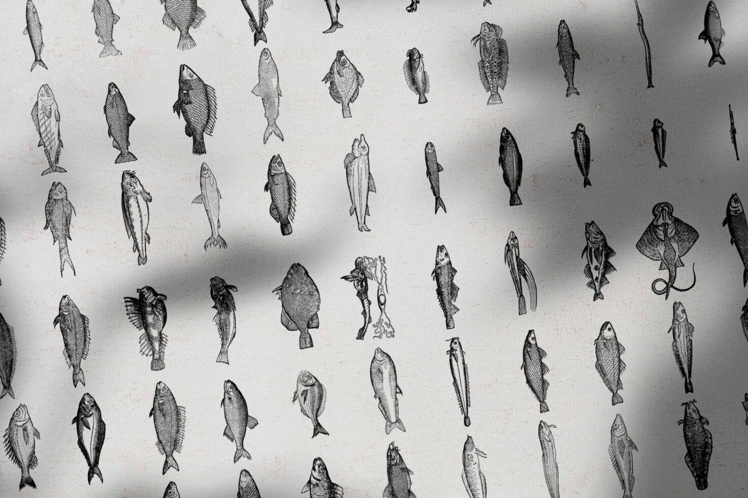 Grid of detailed black ink fish illustrations showing various species