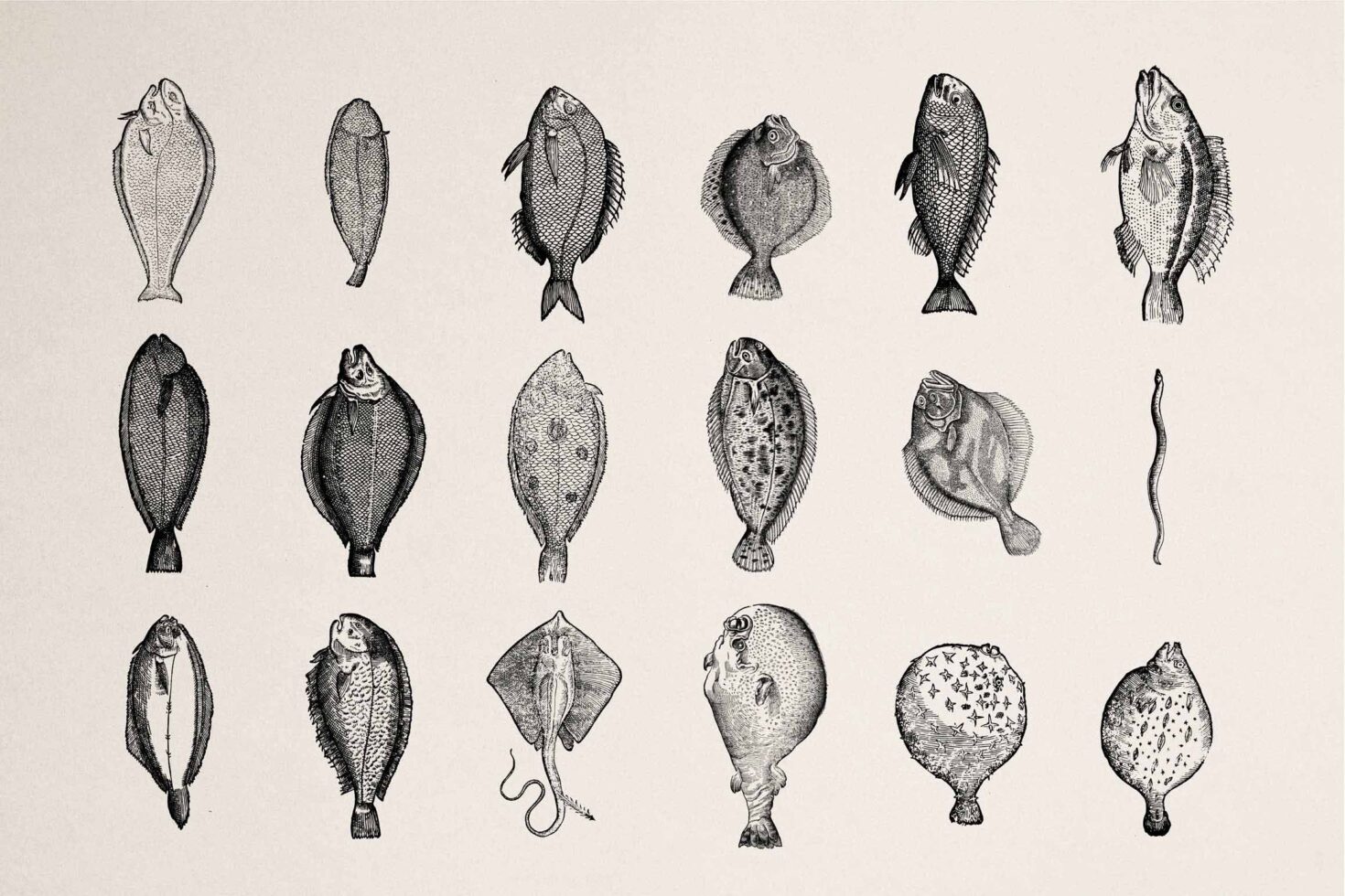 Grid of 18 antique fish drawings different shapes sizes styles
