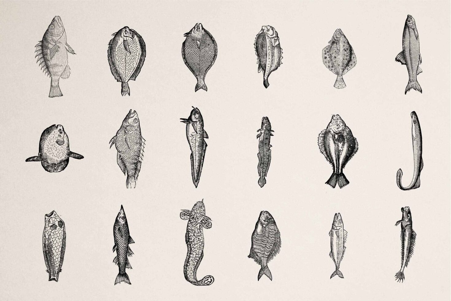 Grid of 18 varied hand drawn fish species in black ink