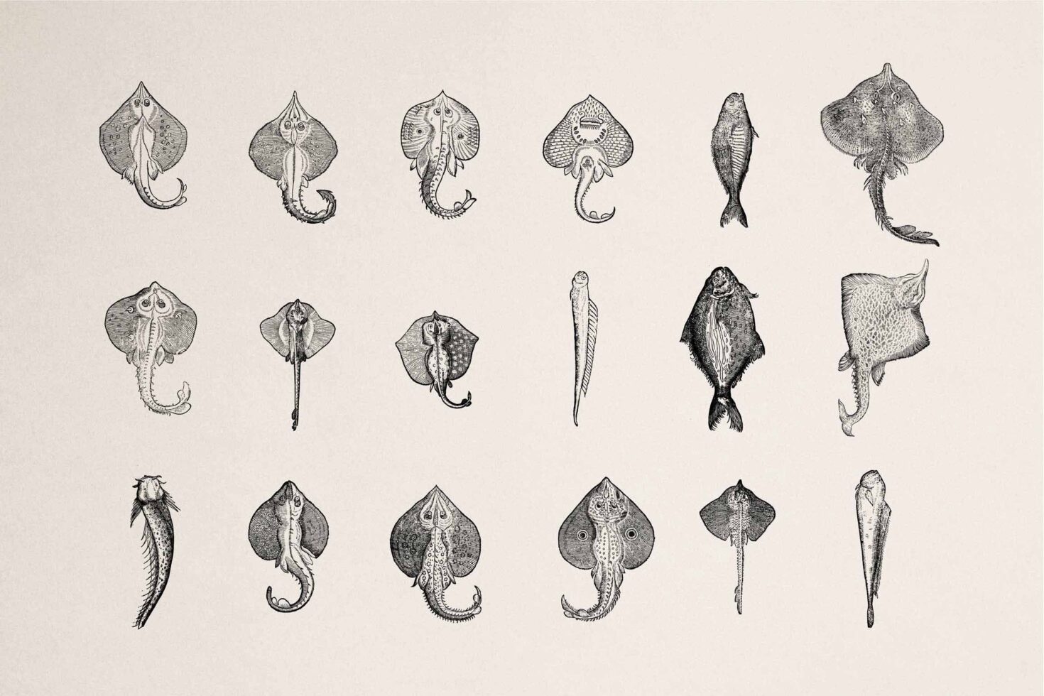 Grid of 18 vintage engraved sea creatures rays fish squid