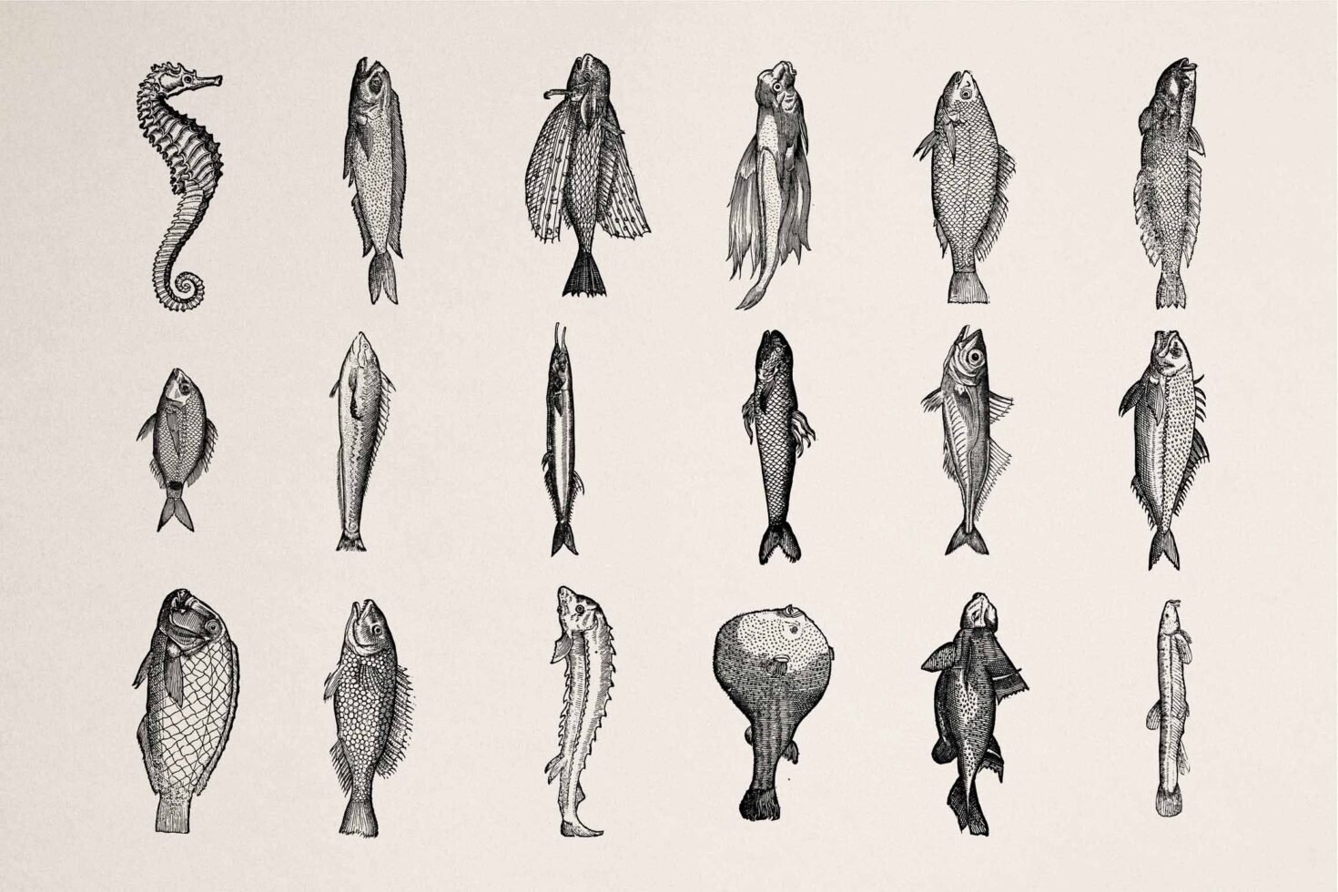 Collection of 18 hand-drawn fish sketches including seahorse, various species