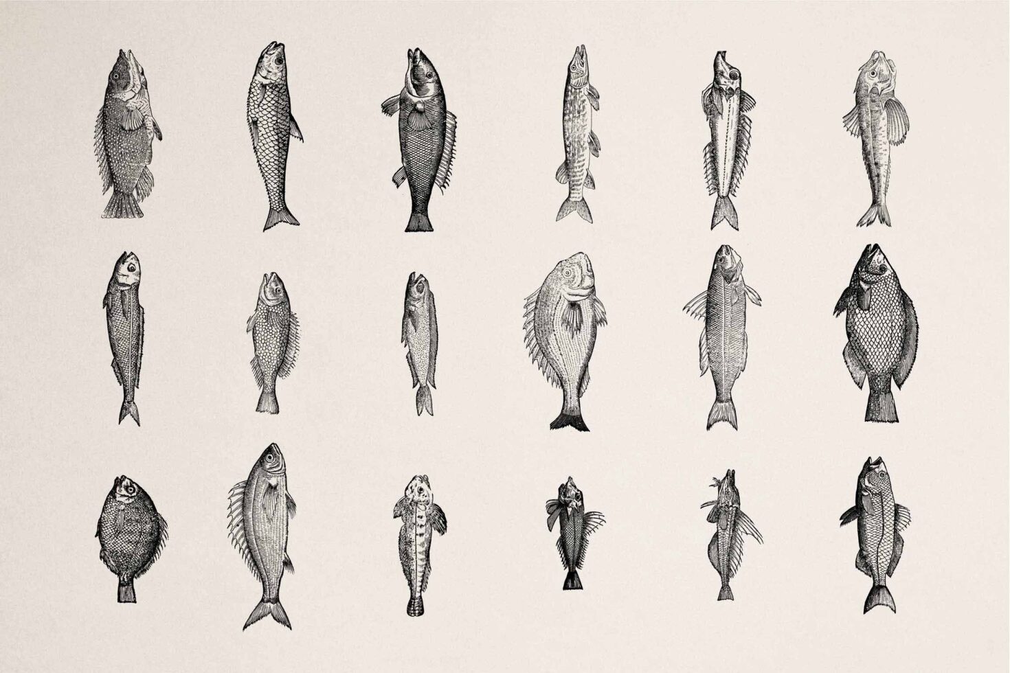 Grid of 18 detailed black ink fish drawings in vintage engraving style