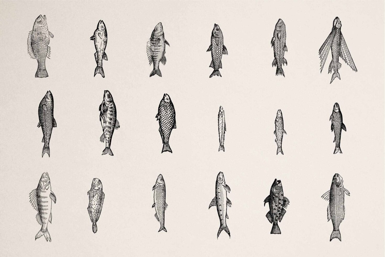 18 black line fish illustrations arranged in rows on cream background