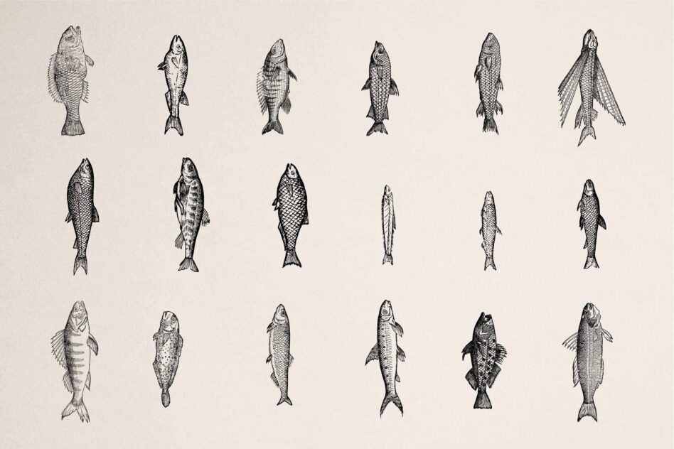 18 black line fish illustrations arranged in rows on cream background