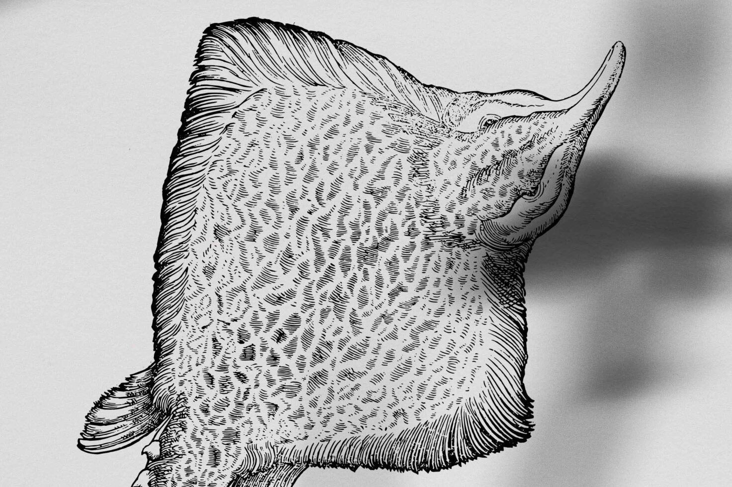 Crosshatched stingray ink drawing with textured surface detail