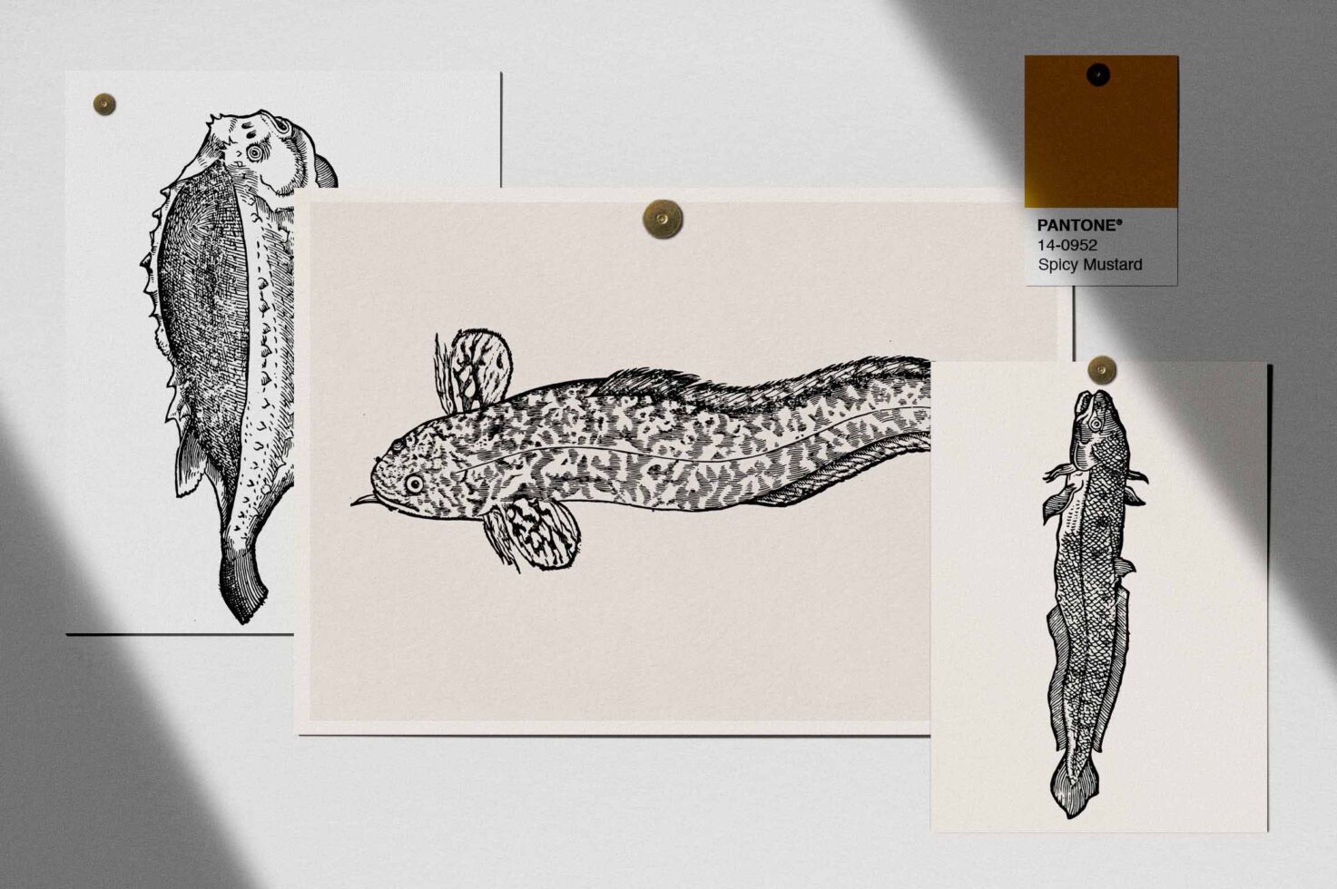 Collection of three fish drawings with mustard color swatch card