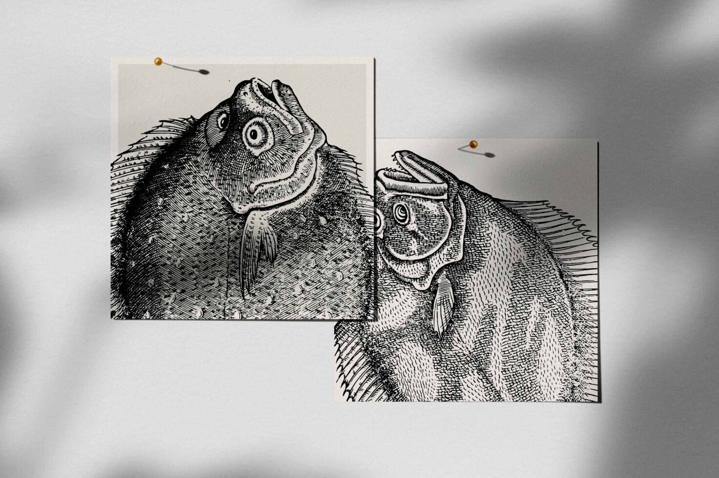 Two creatures with bulging eyes pinned on separate cream card sheets