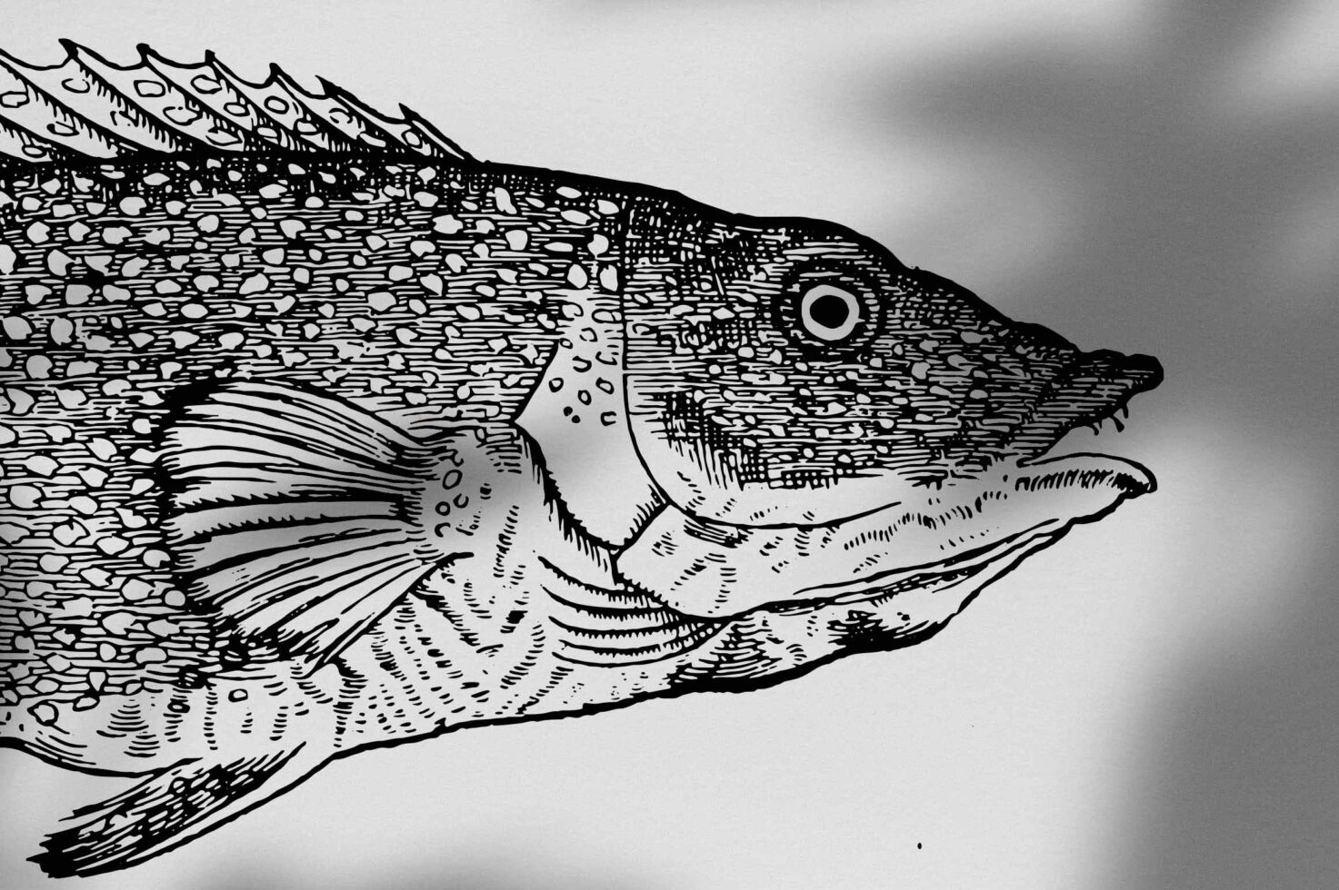 Detailed ink illustration of striped fish with scaled body texture