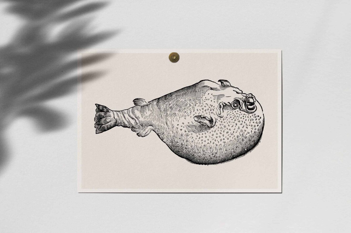 Pufferfish pen drawing pinned to cream paper with brass fastener