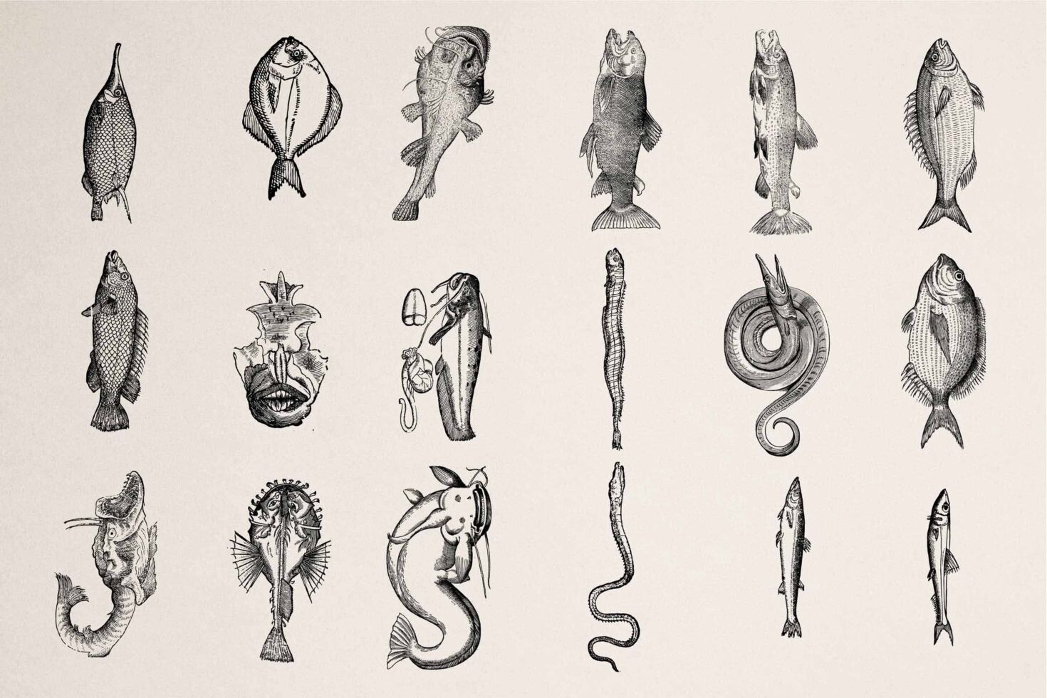 Grid of 18 vintage fish etchings with detailed cross-hatching, various marine life