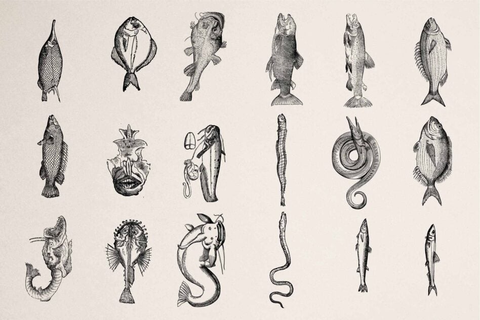 Grid of 18 vintage fish etchings with detailed cross-hatching, various marine life