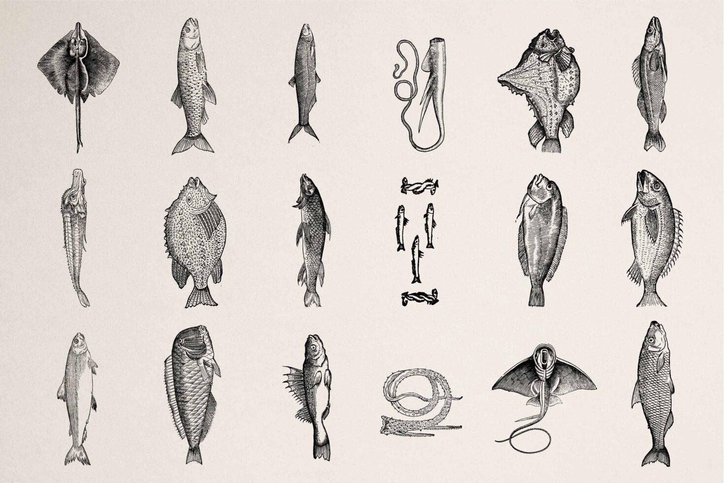18-piece vintage engravings of sea creatures, fish, eels, rays in black line work
