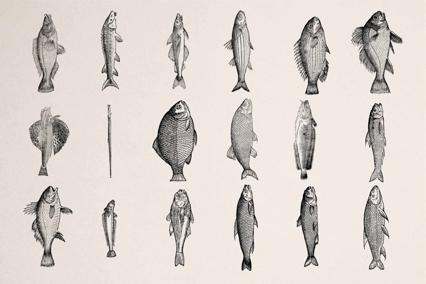 Collection of 18 etched fish drawings in classic naturalist style, different shapes