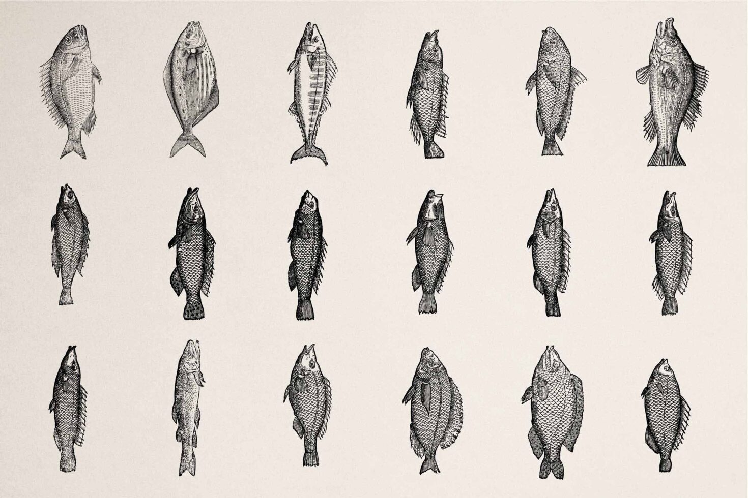 Grid of 18 hand-drawn fish illustrations in black ink, various species poses